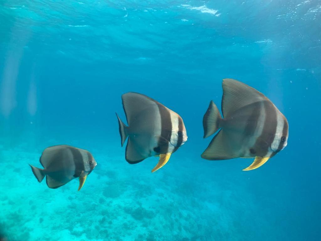 Beach Star Maldives Hangnaameedhoo ภายนอก รูปภาพ